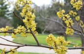 Lindera benzoin-251500cm